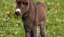 大马配小毛驴视频高清,高清视频背后的温馨故事