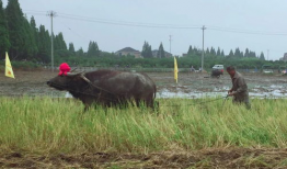 老牛视频,揭秘生活百态，探寻人生哲理
